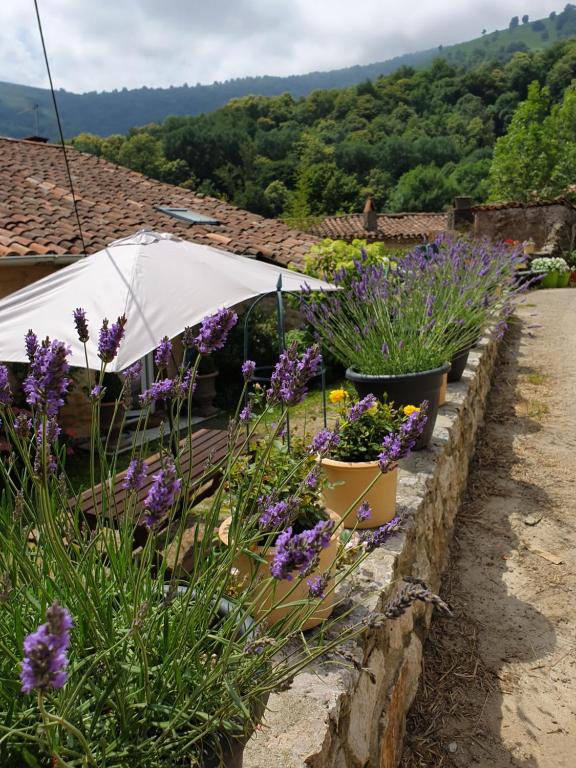 GanacGite De Charme的石墙上种着紫色花盆的花园