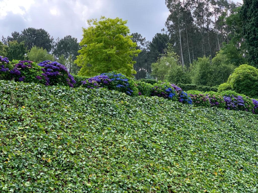 Santa Eulalia卡萨达斯维加斯乡村民宿的花园中种着紫色花的树 ⁇ 