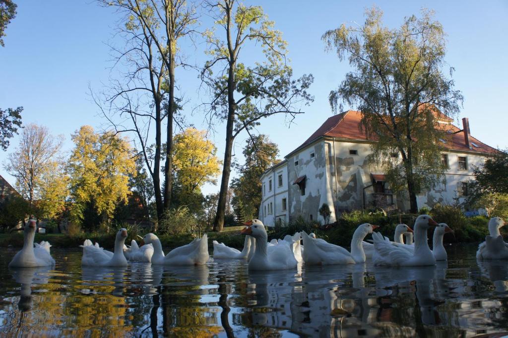 奥特穆胡夫Piotrowice Nyskie Palace的一群天鹅在水面上,在一座建筑物前