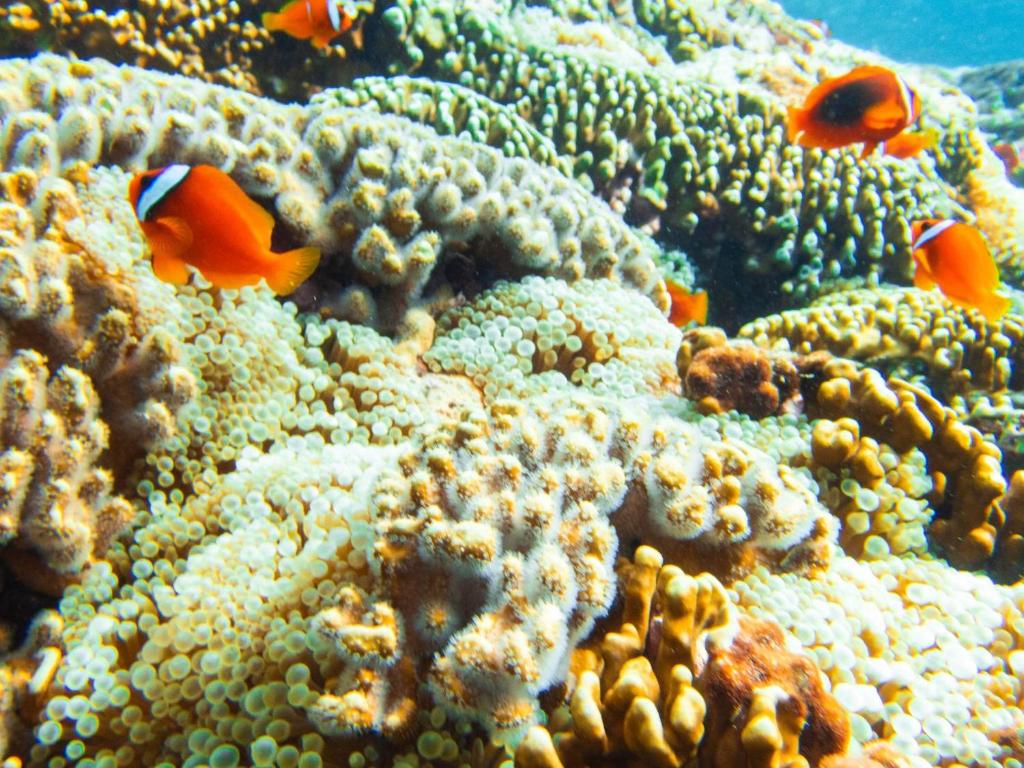 Lanyu避风港无敌海景民宿的珊瑚礁上的一群鱼