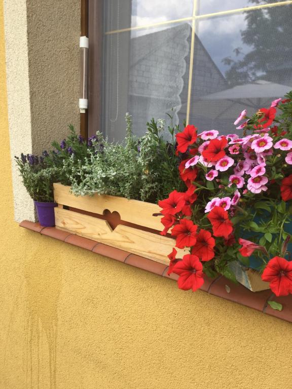 ŚliwiceDom u Ewy Bory Tucholskie的窗边窗边的花盒