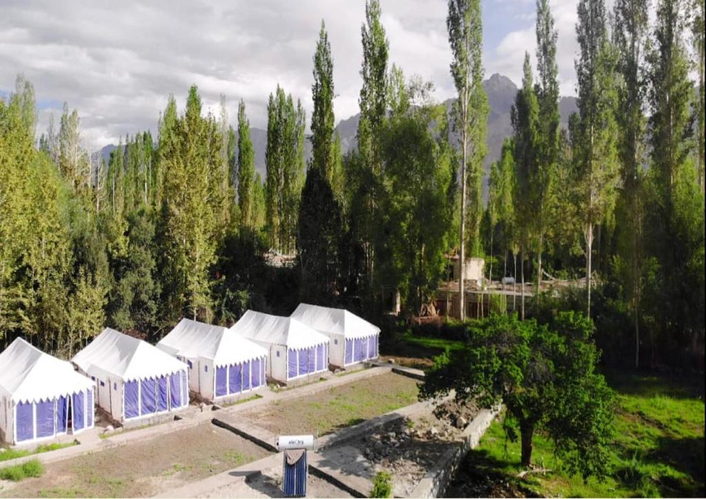 努布拉Julley World Camp的一片田野上的一排蓝色和白色的帐篷