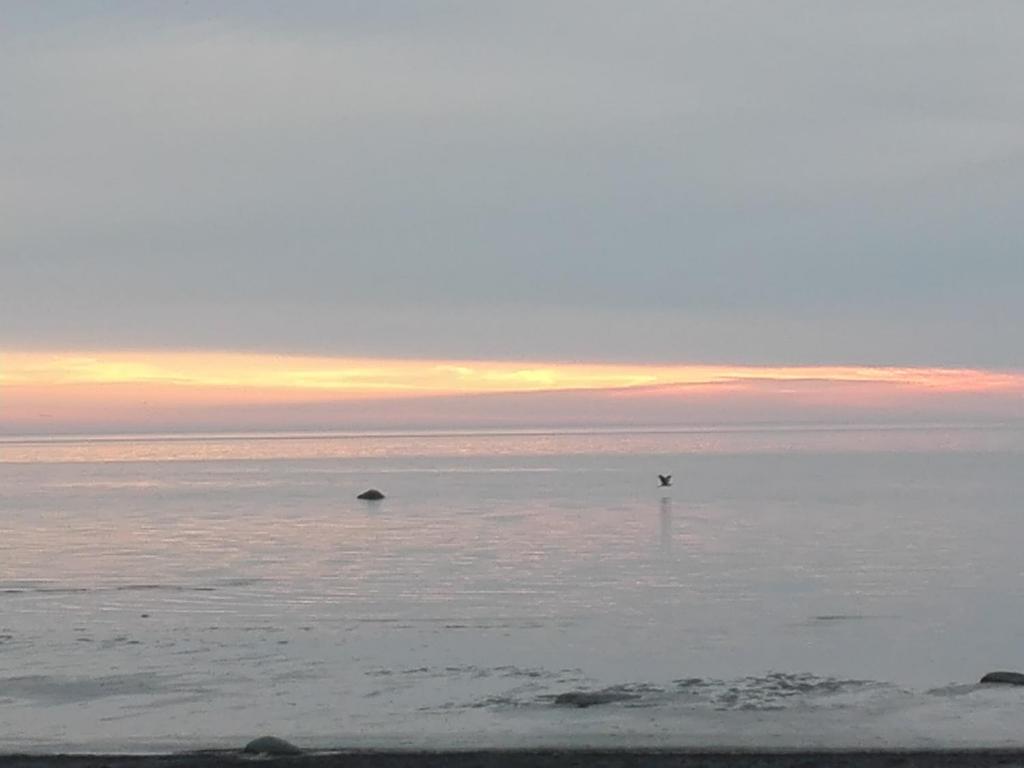 TreimaniTreimani Hoovimaja的日落时分飞过海洋的鸟