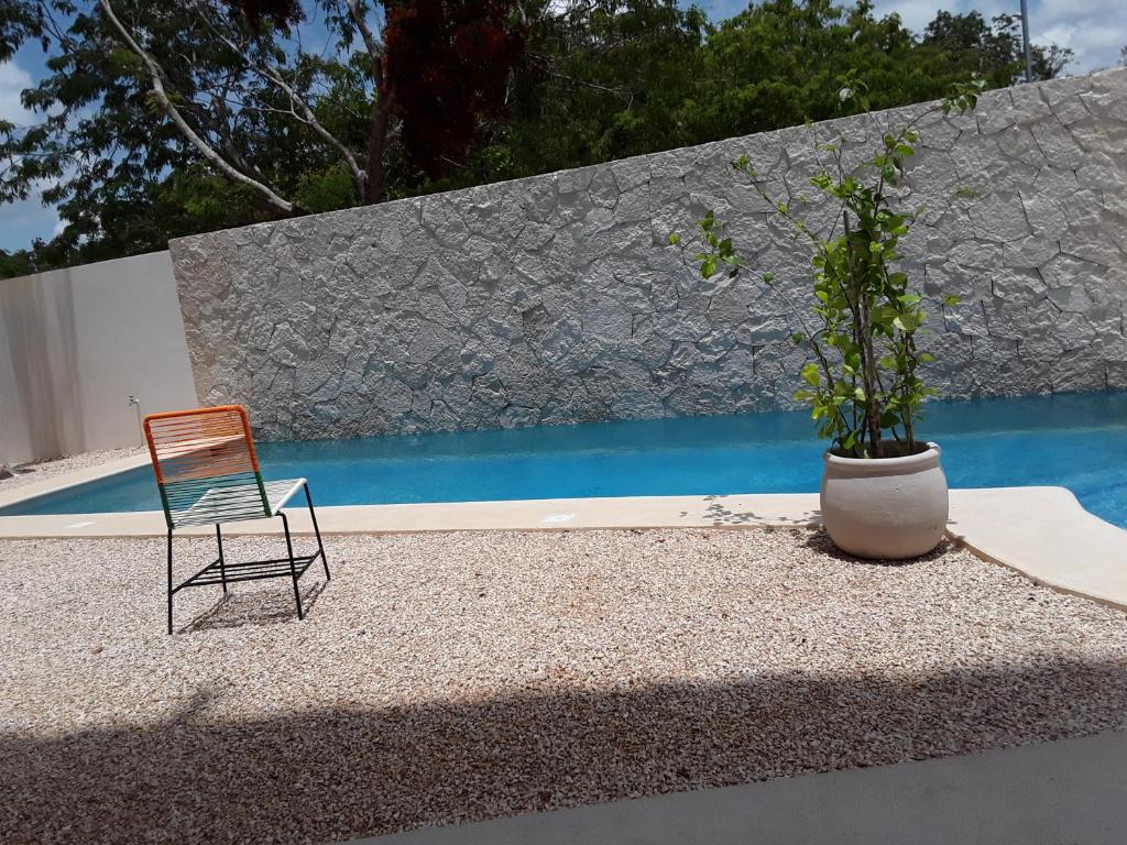 图卢姆posada tumben ka´a的游泳池旁的椅子和盆栽