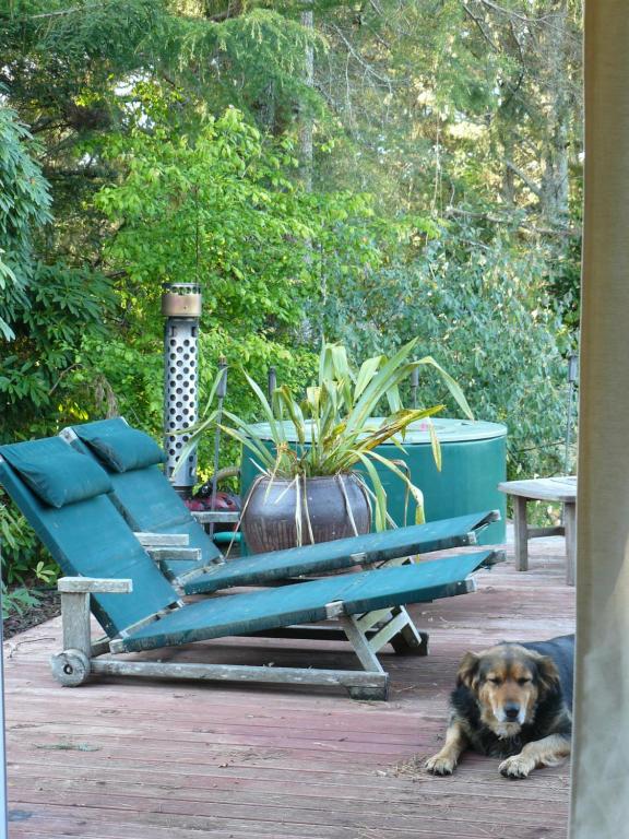 吉斯伯恩Haurata High Country Retreat/walks的躺在长凳旁边的狗