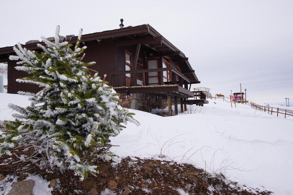 El ColoradoEl Colorado Bungalows的小屋前的雪覆盖的圣诞树