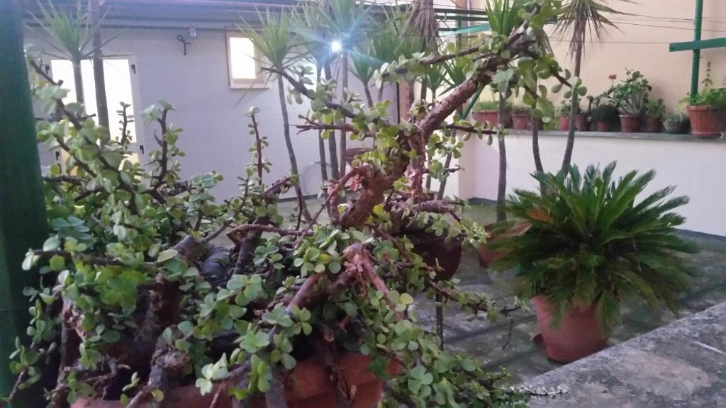 奥里亚case vacanze, La casa di Angelo, con terrazzo的一群盆栽植物,在一间房间里
