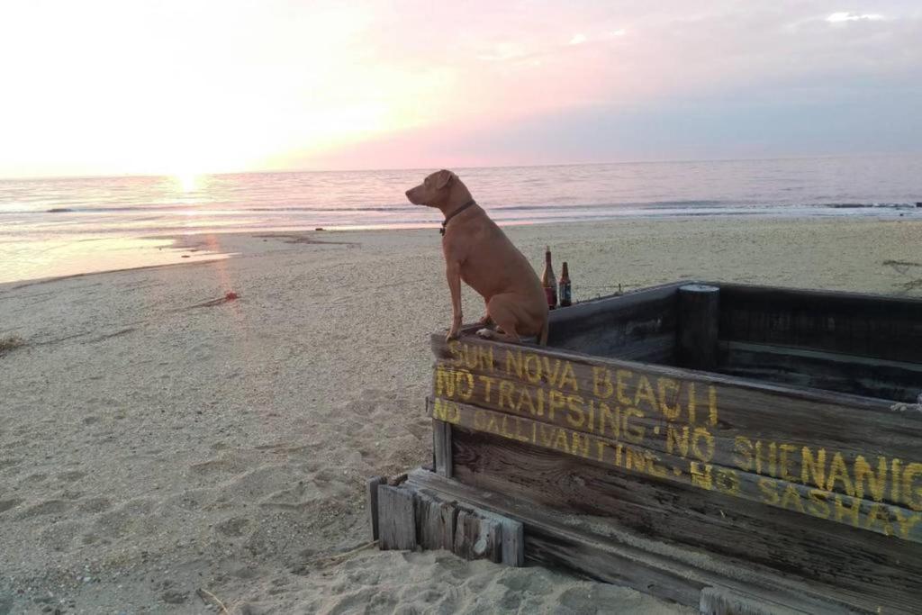 北怀尔德伍德Wildwoof Beach Bungalow @ NW. 3 Blocks to Beach!的坐在海滩上的狗