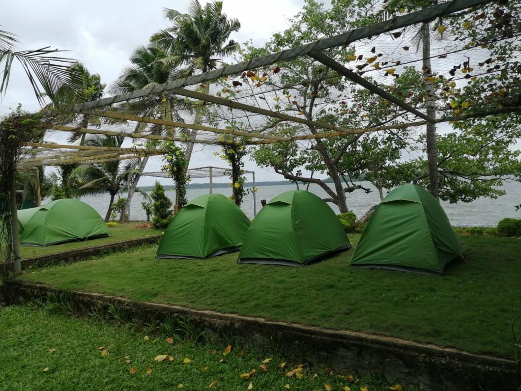 Munroe IslandMunroe Eco Camp的草场上的三个绿色帐篷