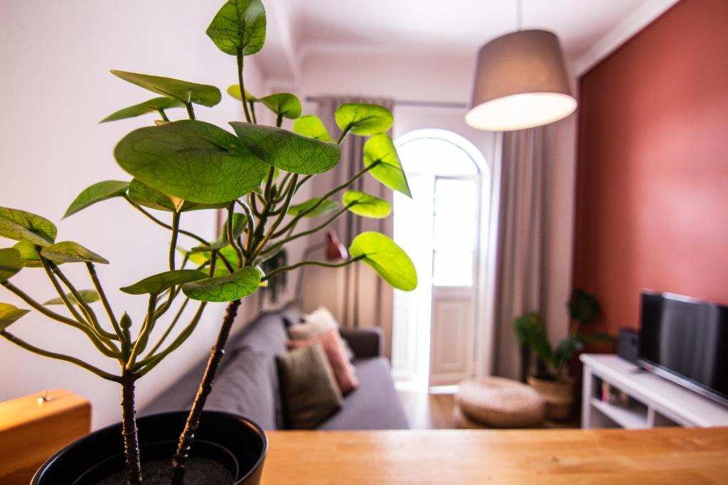 法鲁法鲁中心 - 假日公寓的坐在客厅桌子上的盆栽植物