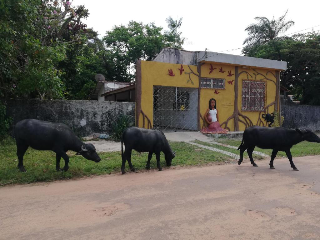 索雷Habitat Marajó Hostel的一群黑色牛在路上走