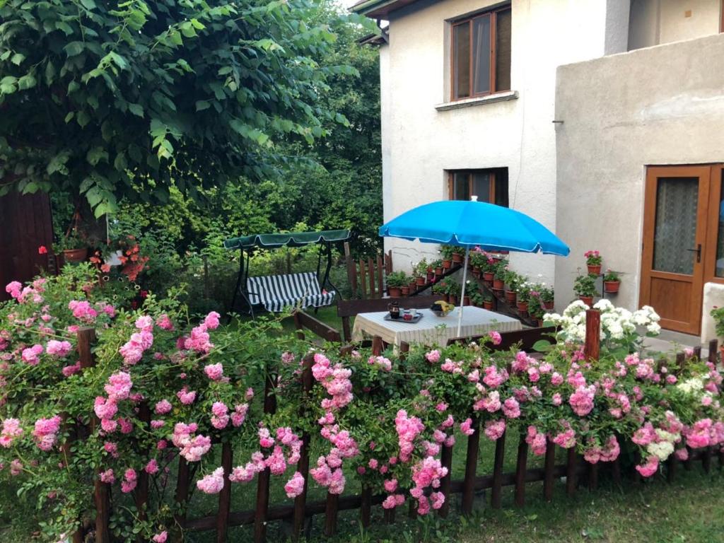 特里格拉德Guest house Emmy的花园配有桌子、蓝伞和粉红色玫瑰