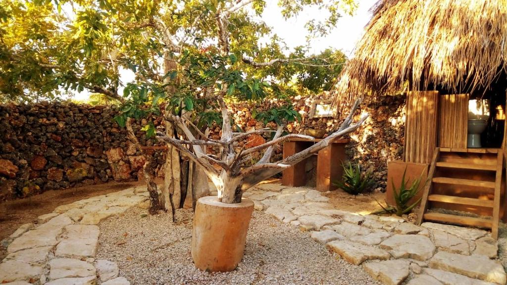 内布拉拉Rumah Pampa at Pachamama的花园里一棵小树,一桶一桶