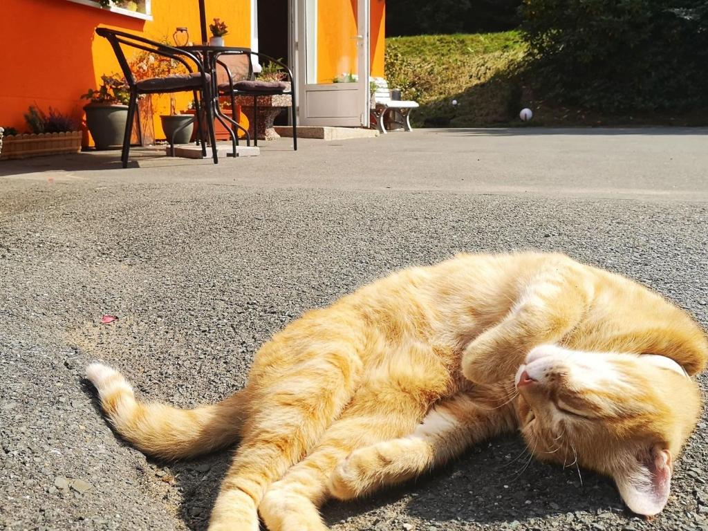 瓦门施泰纳赫森林小屋膳食酒店的一只橘子猫躺在街上的地上
