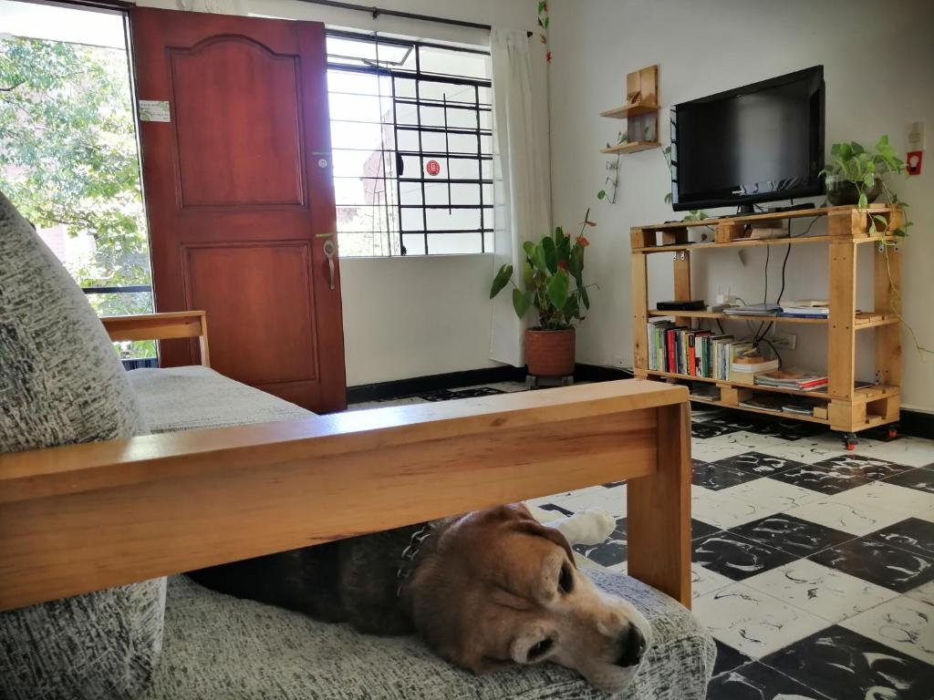 麦德林Selvática Alojamiento Eco的客厅的沙发上躺着狗