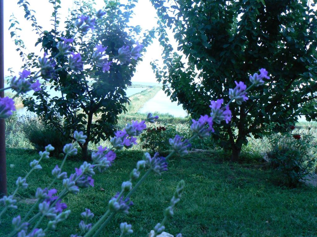 茹里洛夫卡Lake House的两棵树,草上花紫色