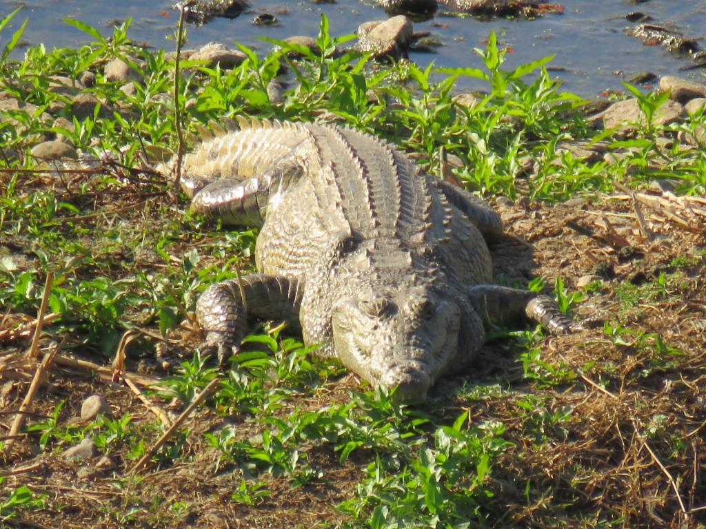 马里兰Riverview Inn的鳄鱼躺在草地上