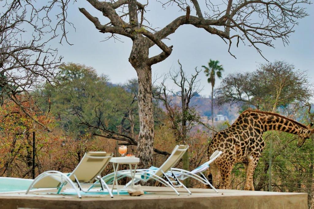 Grietjie Game ReserveNgalali Retreat的长颈鹿站在桌子和椅子旁边