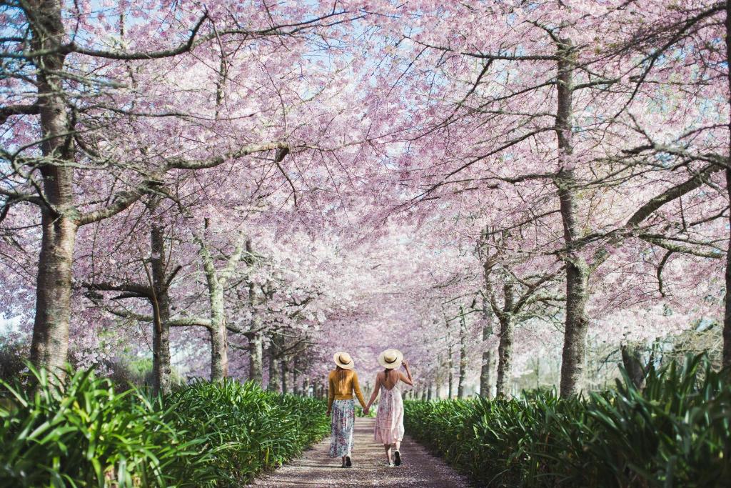 TamahereEnglish Cherry Tree Manor的两个女孩沿着种植了樱花树的小径走