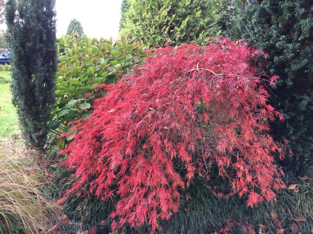 English Cherry Tree Manor外面的花园