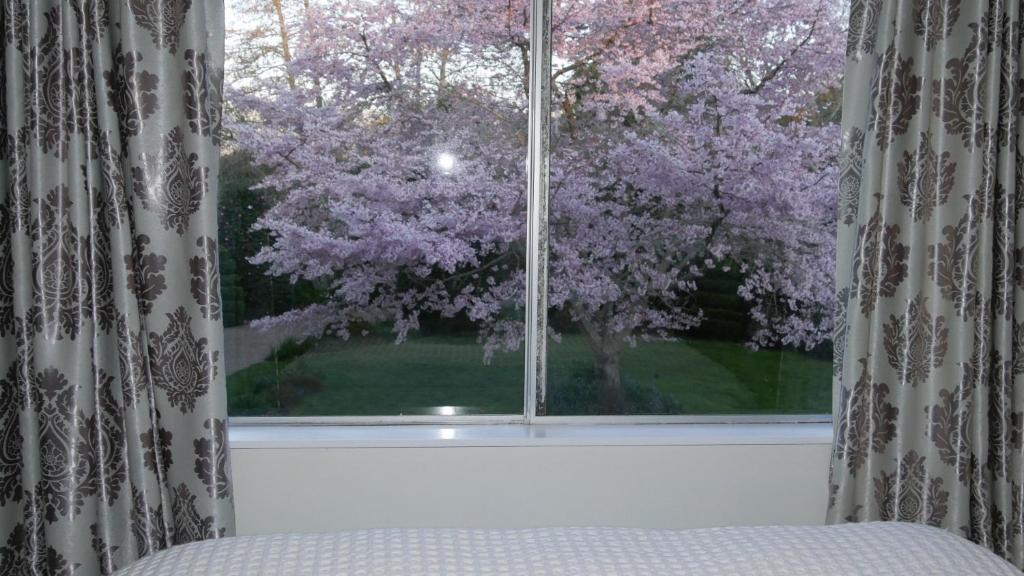 English Cherry Tree Manor外面的花园