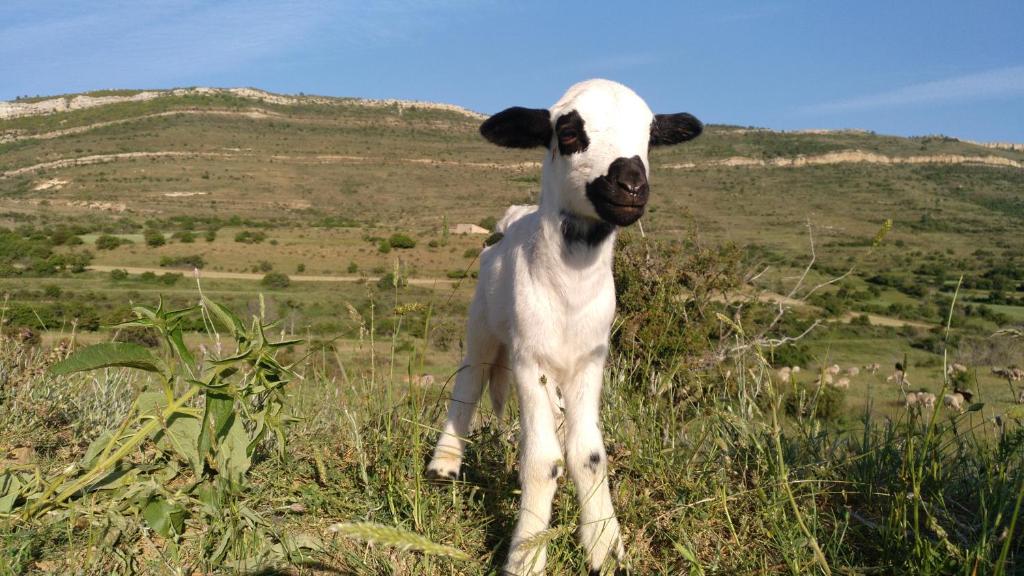 Villarroya de los PinaresCasa Rural Chulilla的一只婴儿羊站在草地上