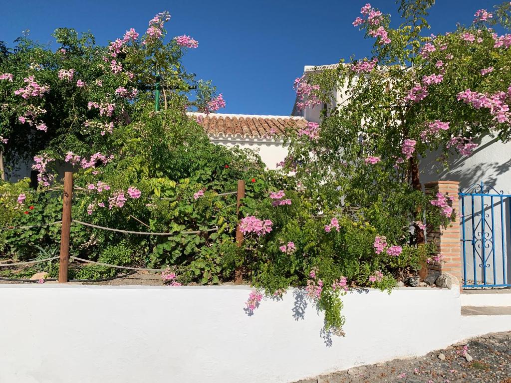 埃尔乔罗La Casita Blanca- La Almona Chica的 ⁇ 上一束粉红色的花