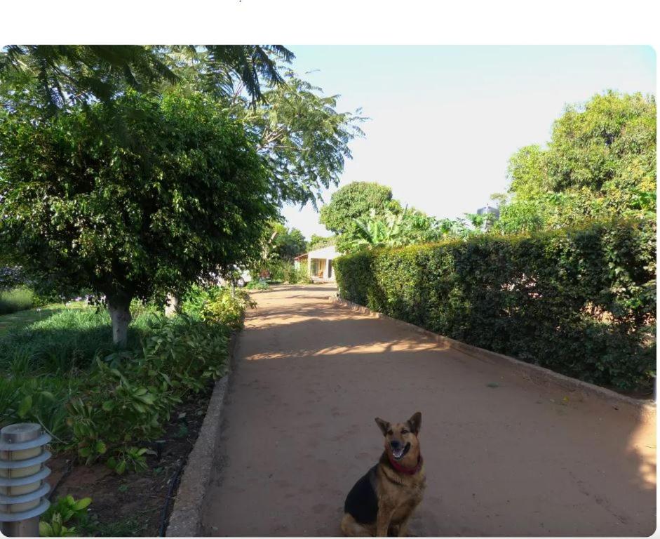 马普托Ancha's Oasis的一条狗坐在路边,靠近一条马路