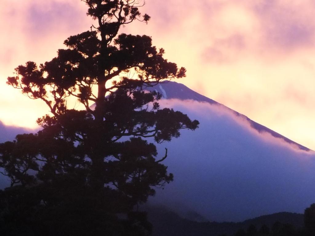 箱根华之宿日式旅馆的山前树的轮廓