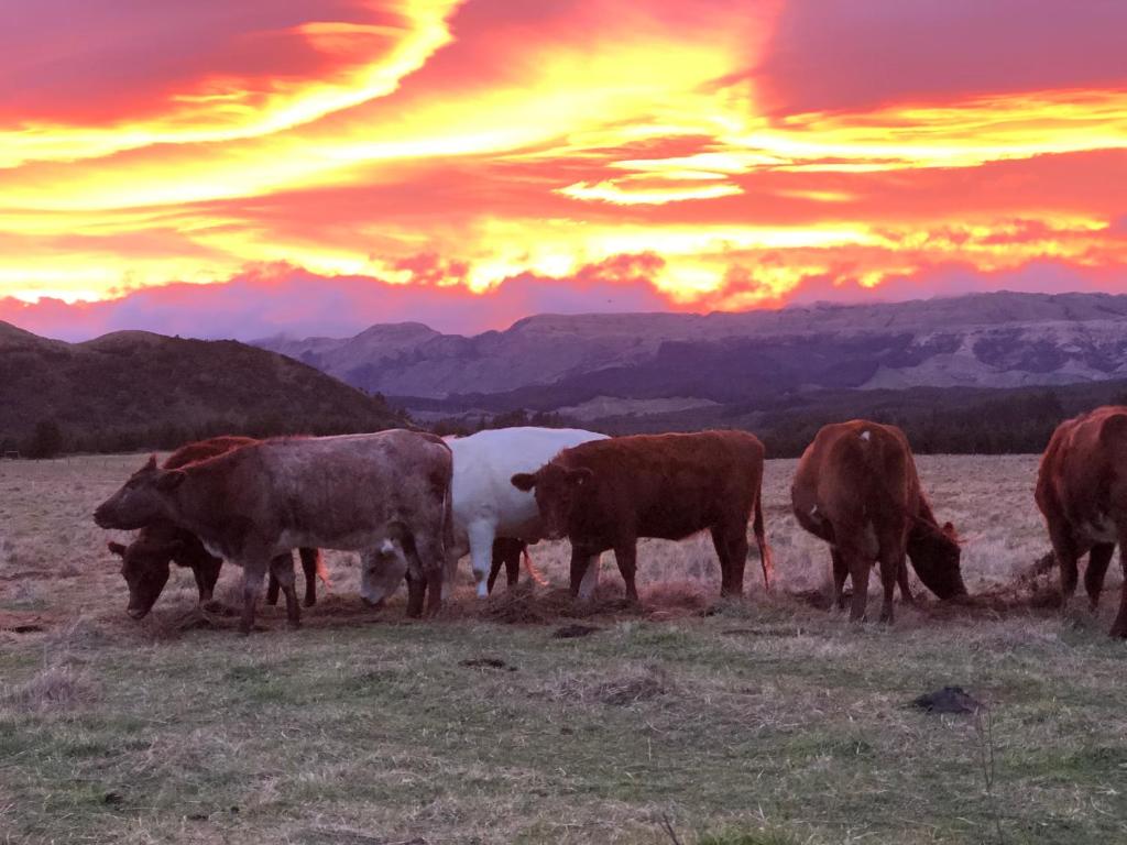 Te HarotoMohaka River Farm的一群牛在日落时分在田野里放牧