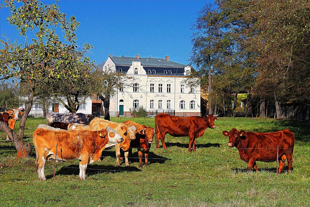 吕本瑙Spree Chalet - adults only的一群牛站在建筑前的田野上