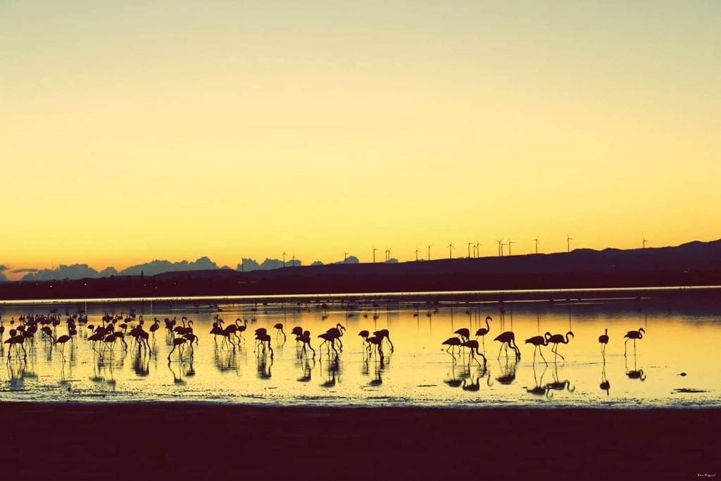 拉纳卡Salt Lake Town House的日落时分,一群火烈鸟站在水中