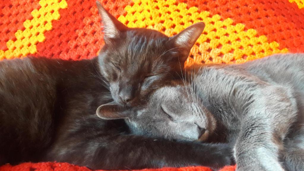 戈亚斯州上帕莱索Hostel Aventura的两只猫在毯子上睡在彼此旁边