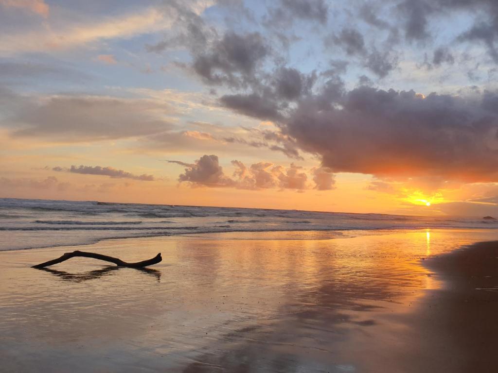 塞吉菲尔德The Gull的日落时分在海滩上躺着的鸟儿