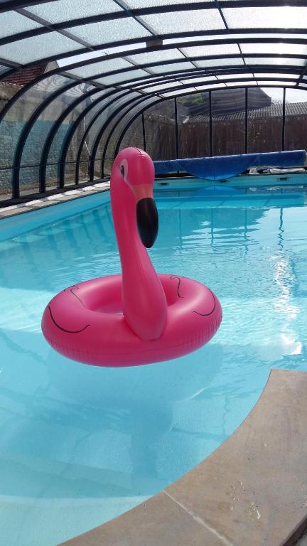 滨海吕克温泉酒店及赌场的游泳池里的粉色天鹅