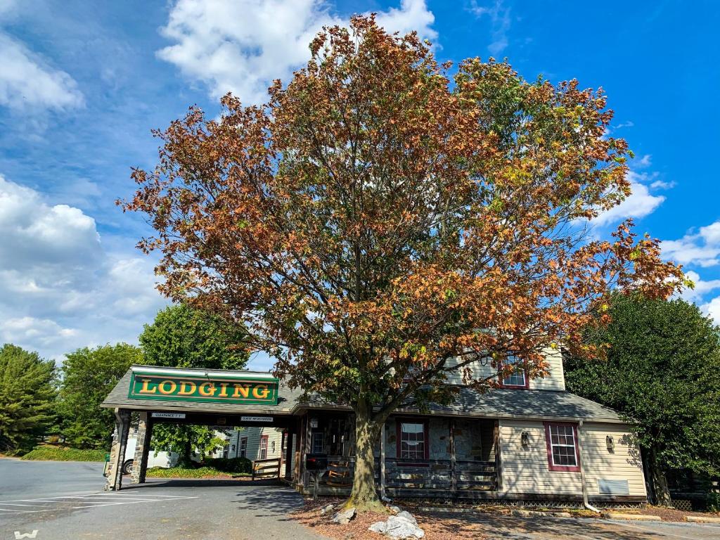 兰开斯特兰卡斯特乡村旅馆的树立在一座有树的建筑前面的树
