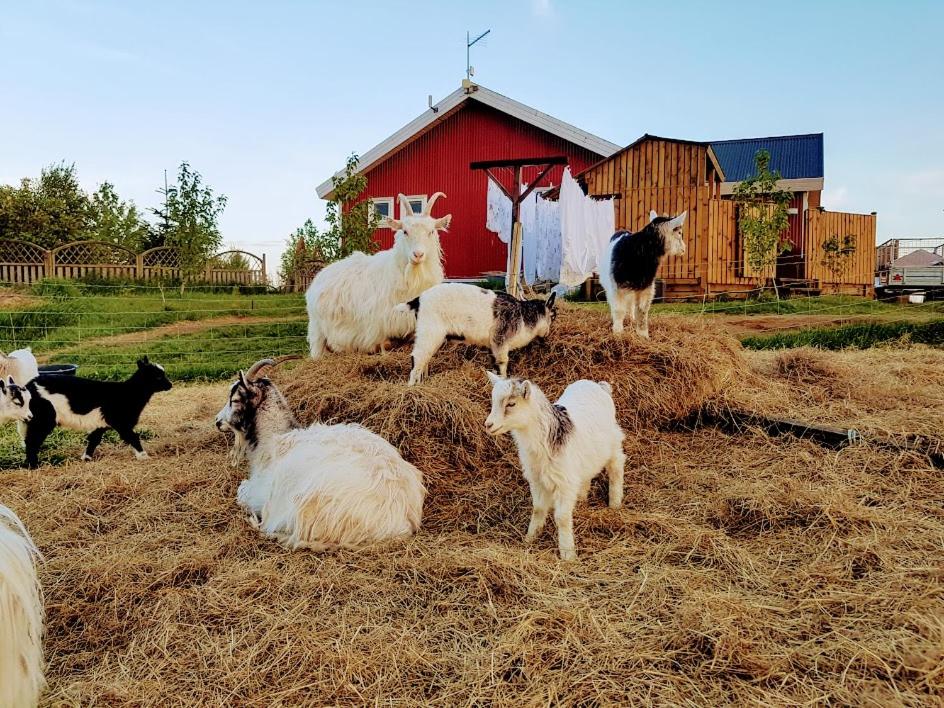 Skálatjörn斯卡拉特若旅馆的一群山羊站在一堆干草上