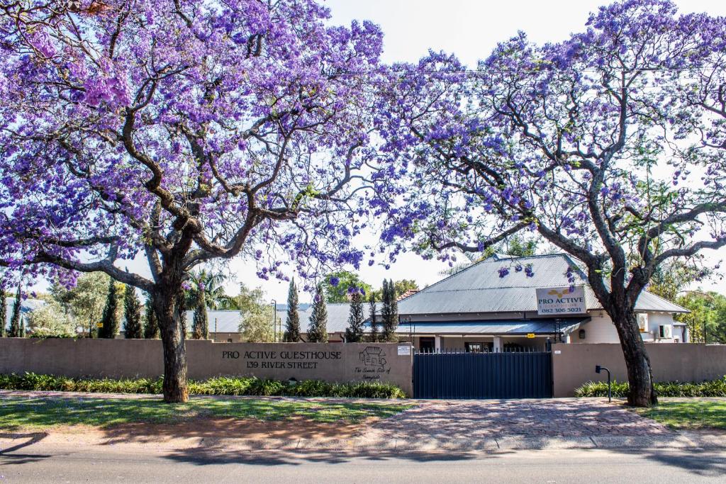 比勒陀利亚Pro Active Guest House的一座建筑前的一群紫色花朵树