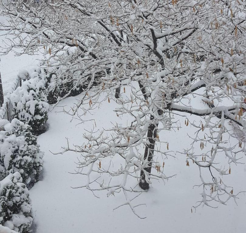 迈季代勒舍姆斯בחיק החרמון的雪覆盖的一群树