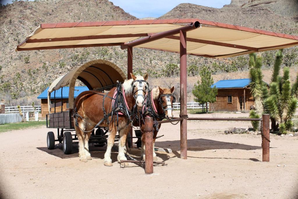 Meadview大峡谷西部牧场酒店的两匹马在沙漠中拉马