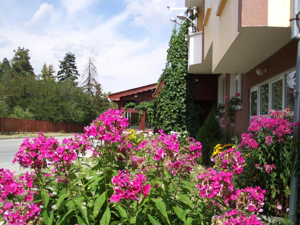 萨莫科夫佐迪亚克宾馆的房子前面的一束粉红色的花