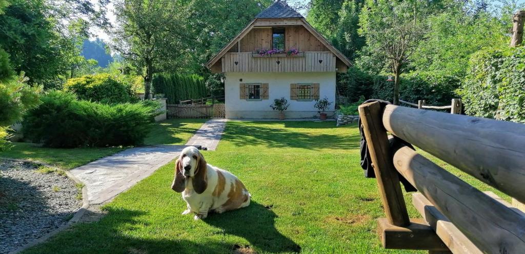 拉多夫吉卡Vila Jana的坐在房子前面的草地上的狗