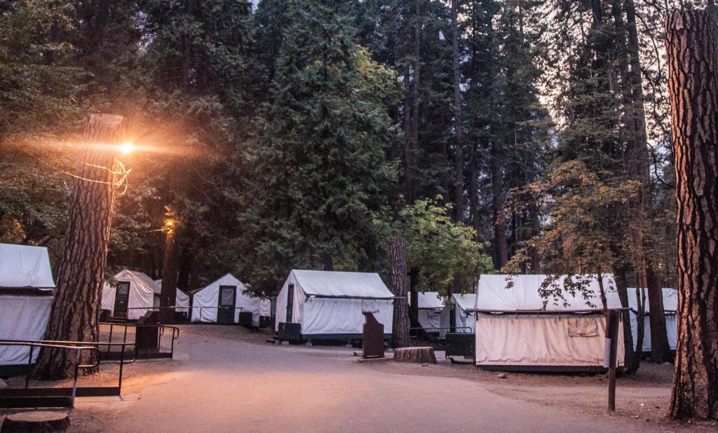 克里村Curry Village的一群在森林里露出街灯的帐篷