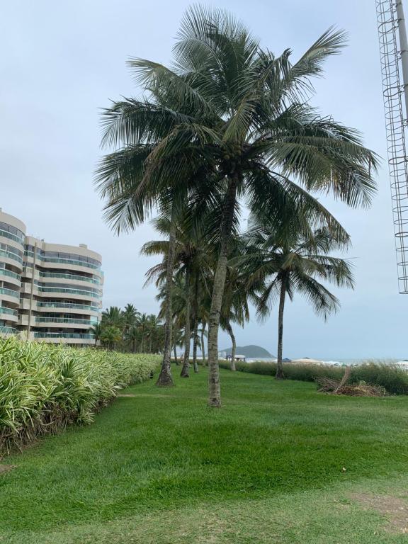 圣劳伦斯海滨01 Quadra da Praia的草场上的一群棕榈树