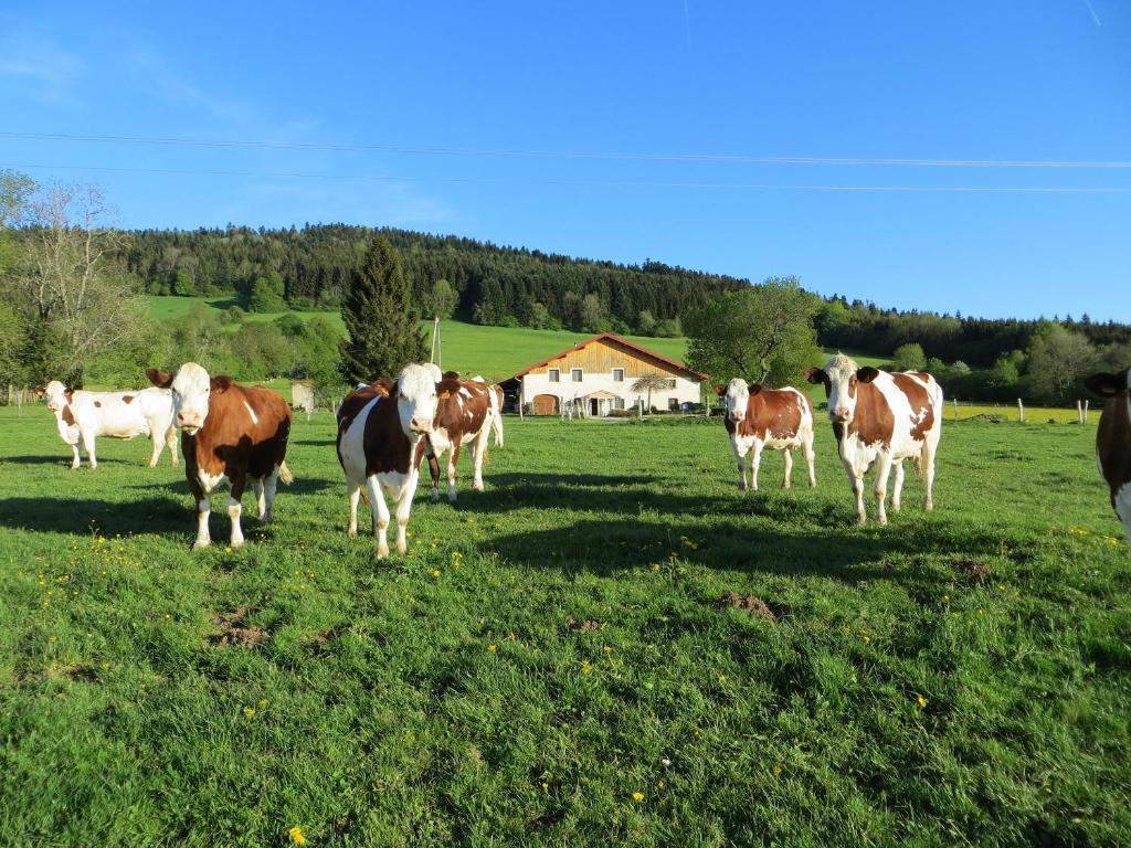 Pierrefontaine-les-VaransLa ferme du bonheur的一群牛站在草地上