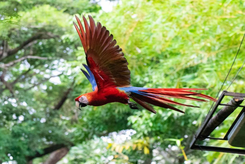 CabuyaJungle Lodge at Wild Sun Rescue Center的空中飞着的红蓝鸟