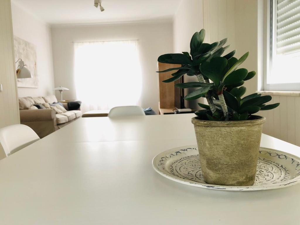 蒙蒂茹Apartamento espaçoso e confortável no centro do Montijo的坐在厨房桌子上的盆栽植物
