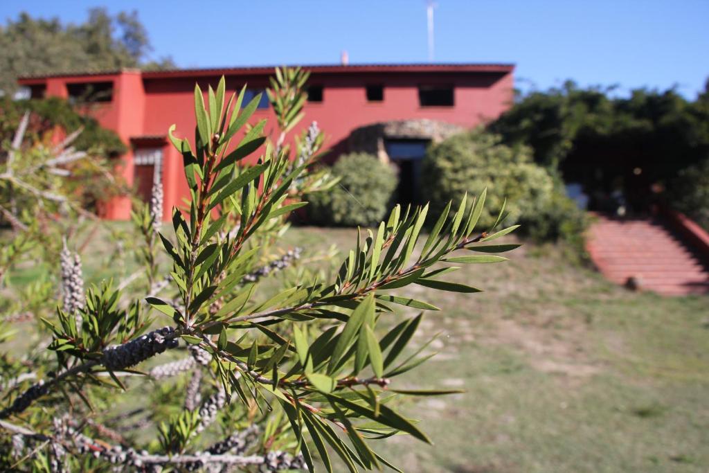 贝拉新镇Casa rural Entreaguas的松树,后方有一座红色的建筑