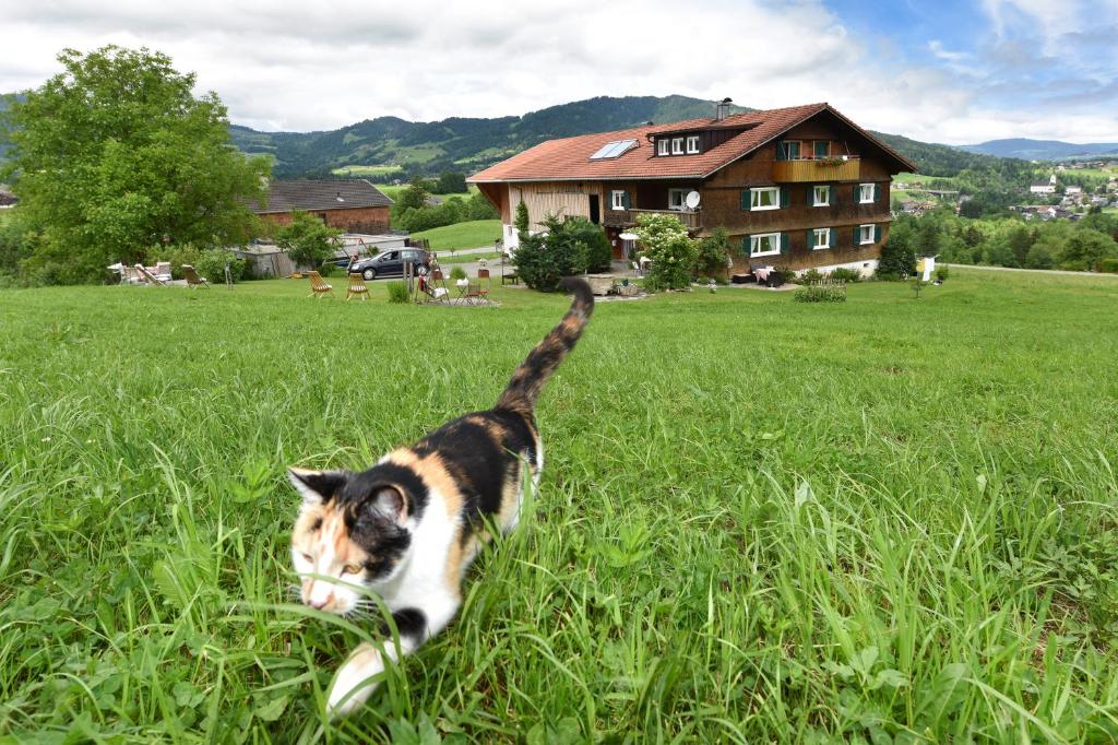 埃格Familienbauernhof Köss Schertler的一只猫在草地上行走