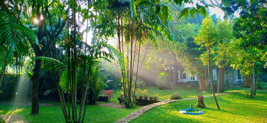 尼甘布芒果屋日本旅馆的种有棕榈树和草上蓝色飞盘的花园